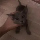 قط فرعوني خجول يطلب الستر للشراء التواصل بل خاص