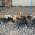 للبيع دجاج فيومي ذهبي