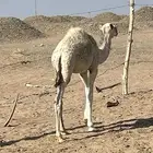 بكره طيبه ساسها طيب وامها مجمعه ومزيونه عمره 6 شهور تقريبا