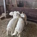 طليان حريات للبيع