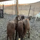 تم البيع الله يبارك للشراء