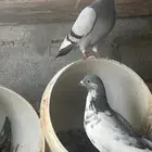 المنطقه الشرقيه راس تنور