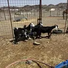 للبيع جفار ذبايح