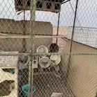 السلام عليكم شبكين شرط بس واحد من الشبوك الباب يبيله تلحيم