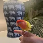 ببغاء ذكر روز