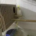 عاجل جوز كروان