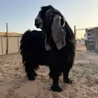 تيس فحل عارضي