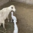 نعجه حريه معها اثنين خرفان