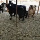 معزا حيل ذبح حلال بر