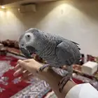 كاسكو أليف متكلم