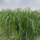 أعلاف خضراء