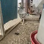 دجاج باكستاني سندي