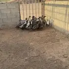 للبيع بط طيبات ما شاء الله