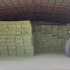 برسيم