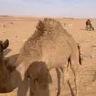 قعدان 2الوضح والشعل