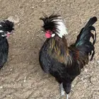 دجاج بلوشن أمريكي اسود