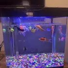 حوض سمك بالموتور و الفلتر و الاكل الخاص بالسمك