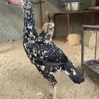 دجاج سندي