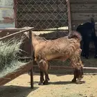 تيوس وخرفان مغلقة للبيع