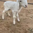 داغور رخل للبيع