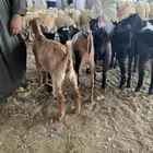 تيوس سودانيه مخاصي تربيه 4 اشهر