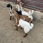 عرس حص تيوس وعناق