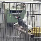 طيور جاوا فينش مجموعة