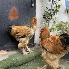 ديكين براهما