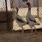 شامويباني مستويات قويه