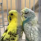 طيور بادجي تم البيع