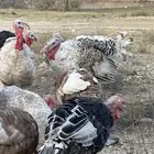 دجاج رومي
