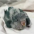 فرخ كويكر ازرق