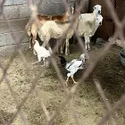دجاج