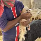 العرض الأول فحل نجدي صنف العرض الثاني شاة حريه حايل