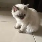 بسه همالايا للبيع انثى عمرها سنه مطعمه تطعيمه وحده