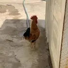 2 ديك بلدي