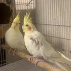 زوج كروان عيون حمراء