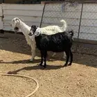 معزاء للبيع