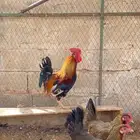 ديك عربي فري