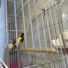 كناري تغريد