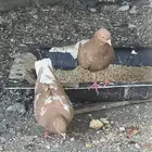 حمام إنجليزي