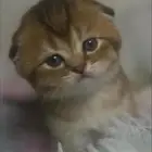 كيتن سكوتش فولد للبيع