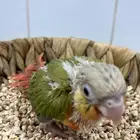 فروخ كنيور اناناس دبل رد فاكتور