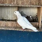 حمام زاجل فراشه