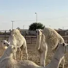 حشو اعمارهن 5 شهور الوقع جنوب الشملي