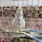 بغباء كو كاتو