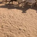 بيع برابر مهاجين
