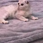 بسه للبيع