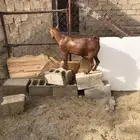 تيس فل شحم