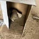 كتن بحاجة ام مرضعة